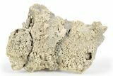 Agatized Fossil Coral Geode - Florida #250943-1